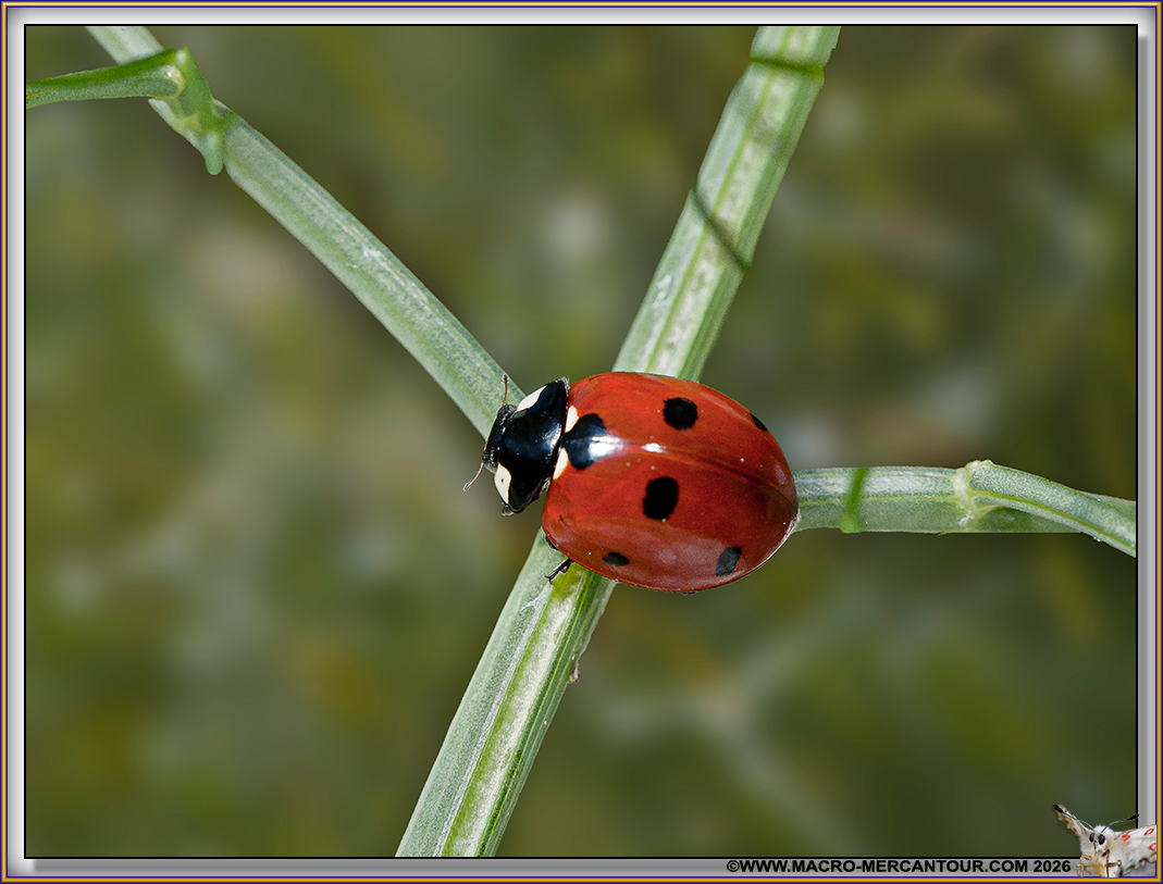 Coccinelles